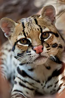Cameron: Ocelot (Felis pardalis) endangered species