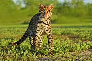 Cameron: Ocelot (Felis pardalis) endangered species