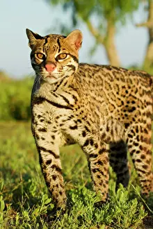 Cameron: Ocelot (Felis pardalis) endangered species