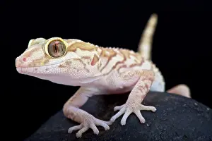 Ocelot: Ocelot gecko (Paroedura pictus), Madagascar