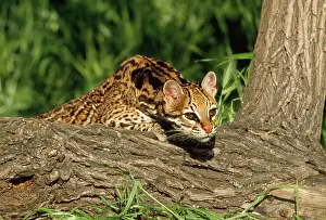 Leopardus: OCELOT - LOOKING OVER LOG