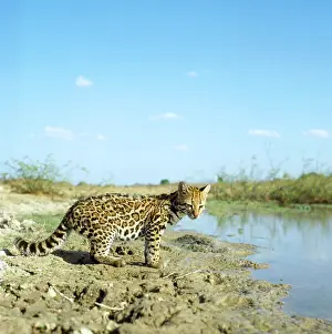 Ocelot: OCELOT NEAR WATER