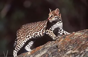 Ocelot: OCELOT - on rocks