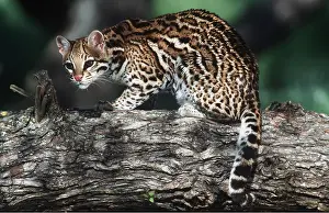 Ocelot: OCELOT - sitting on tree trunk