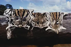 Poaching: Ocelot Skins