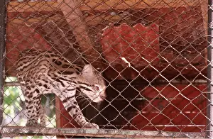Trapped: OCELOT - in unsuitable cage