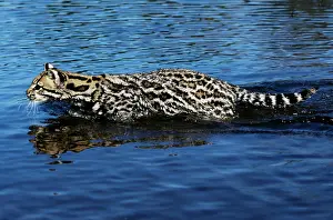 Leopardus: Ocelot - wading through water