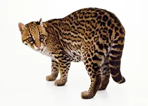 Ocelot: OCELOT - WHITE BACKGROUND