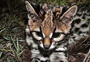 Ocelot: Ocelot, young -kitten