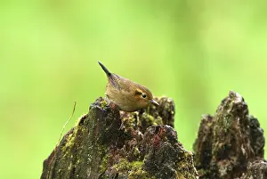 Ochraceus: Ochraceous Wren