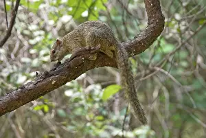 Ochraceus: Ochre Bush Squirrel - On tree branch