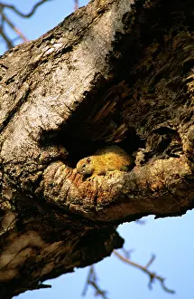 Ochraceus: Ochre Bush Squirrel - in tree hollow