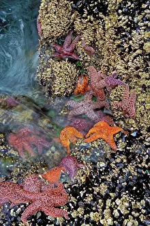 Ochre: Ochre & Purple Sea Stars / Starfish - in tidal zone