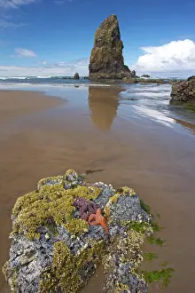 Ochraceus: Ochre Sea Stars exposed at high tide with sea stack