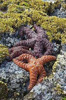 Ochraceus: Ochre Sea Stars - Exposed at low tide