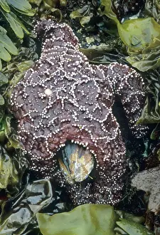 Ochraceus: Ochre seastars, (Pisaster ochraceus), predator