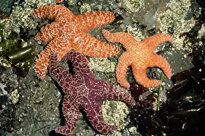 Ochre: Ochre Star