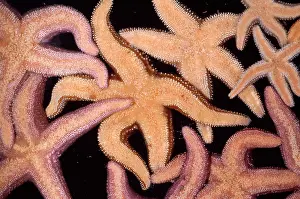 Ochraceus: Ochre STAR fish