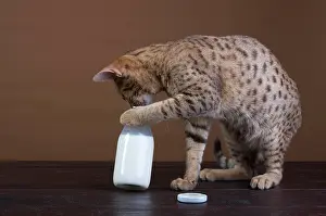 Internal: Ocicat drinking from milk bottle