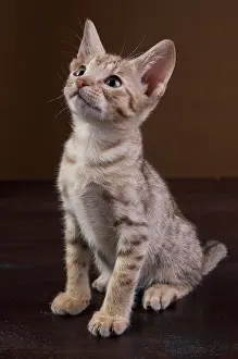 Internal: Ocicat kitten