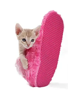 Slipper: Ocicat kitten in pink slipper