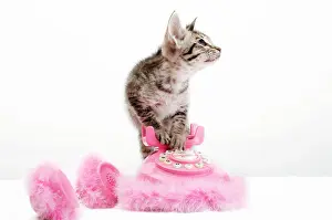 Friskily: Ocicat kitten and pink telephone