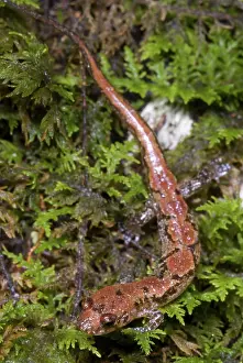 Appalachian: Ocoee Salamander