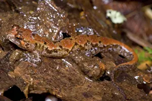 Appalachian: Ocoee Salamander