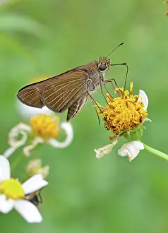 Needles: Ocola Skipper Butterfly