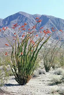 Ocotillo: Ocotillo