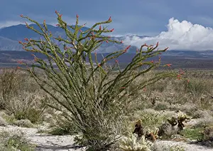 Ocotillo: Ocotillo - also called coachwhip cactus, Jacob's
