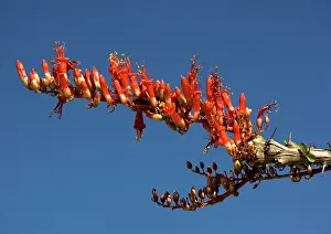 Ocotillo: Ocotillo - also called coachwhip cactus, Jacob's