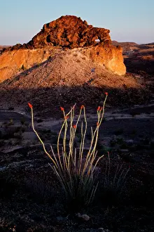 Chihuahuan: Ocotillo (Fouquieria splendens) in bloom