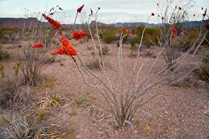 Chihuahuan: Ocotillo plant in bloom