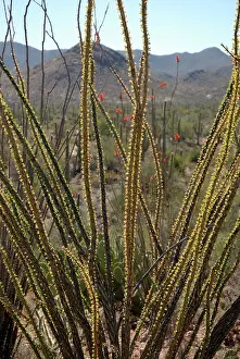 Stems: Ocotillo Stems
