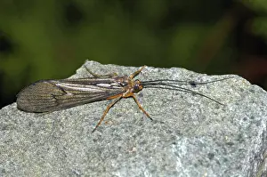 Sedge: October Caddis