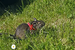 Promenade: Octodon on a leash in the grass France