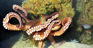 Octopi: Octopus
