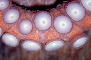 Pads: Octopus - Close up of sucker pads