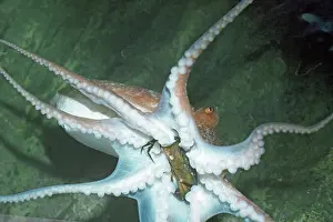 Kill: Octopus - Eating crab prey