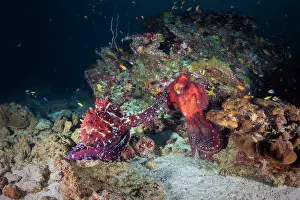 Competitions: Octopus fight (Octopus sp) in the middle of the