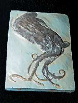 Primitive: Octopus Fossil