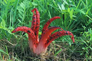 Archeri: Octopus Fungus - Fruiting body with ripened spores
