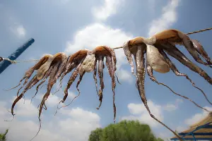 Hung: Octopus hung out to dry in taverna