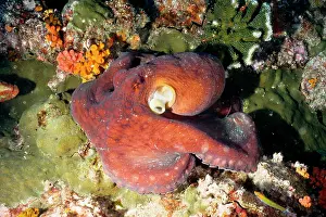 Octopi: Octopus, a large species: arms can grow to 80 cm