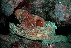 Master: Octopus - A master of camouflage, this large octopus
