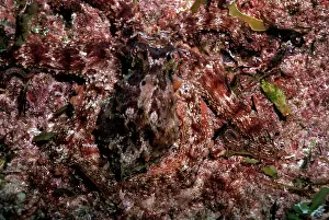 Master: Octopus - A master of camouflage, this large octopus