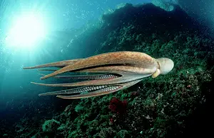 Release: Octopus Octopus vulgaris