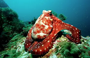 Burma: Octopus Octopus vulgaris
