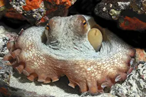 Mollusc: Octopus (Octopus vulgaris) hiding blocks access to cave dwelling with tentacles looks directly at observer